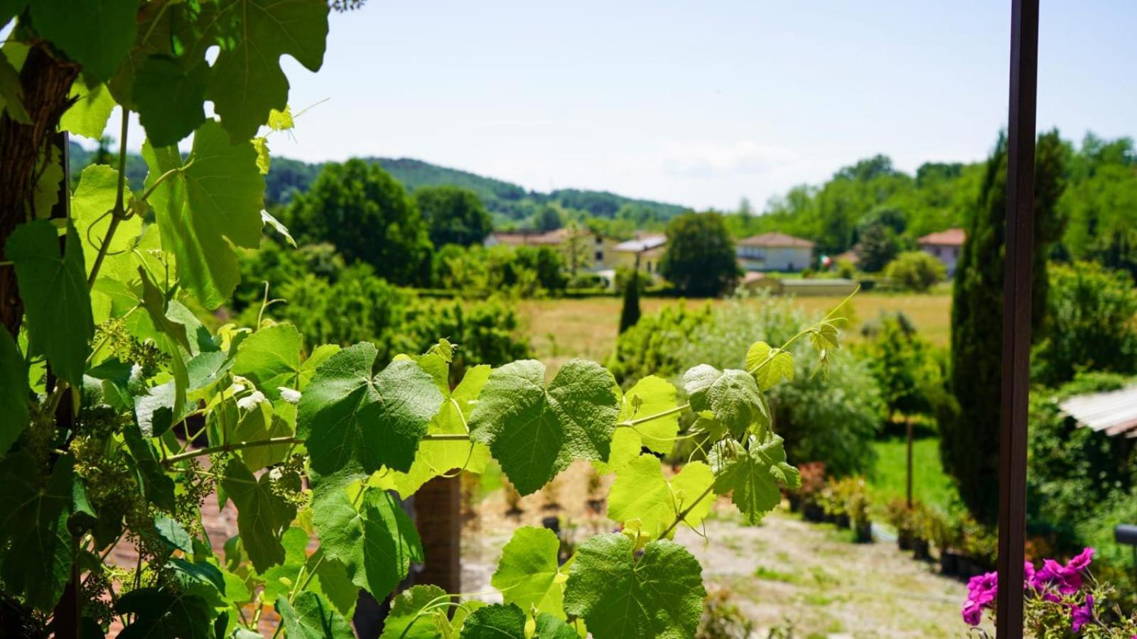 La Casa Nella Vigna Colline Del Vino Apartment Capannori Bagian luar foto