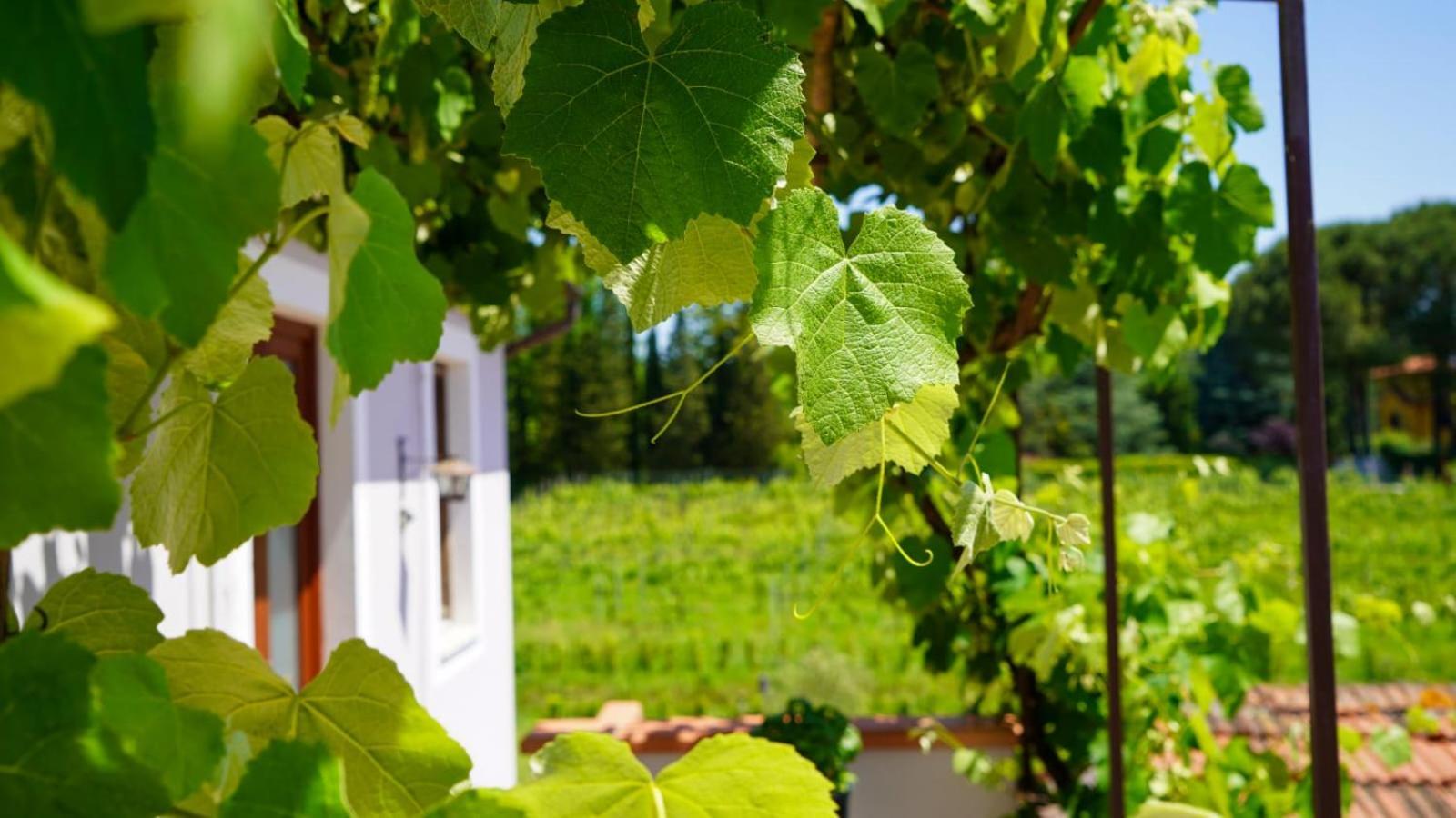 La Casa Nella Vigna Colline Del Vino Apartment Capannori Bagian luar foto